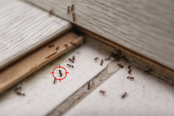 Best Affordable Pest Control Services  in Great River, NY