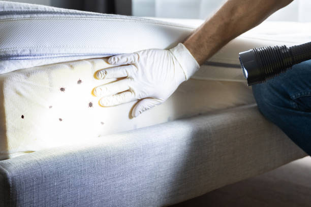 Professional Pest Control in Great River, NY